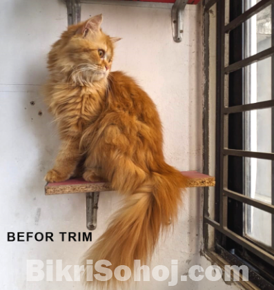 Pure Persian Adult Female Ca